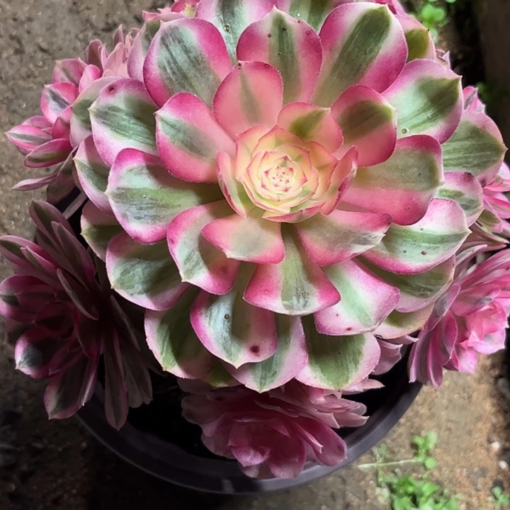 多肉植物倾城…………