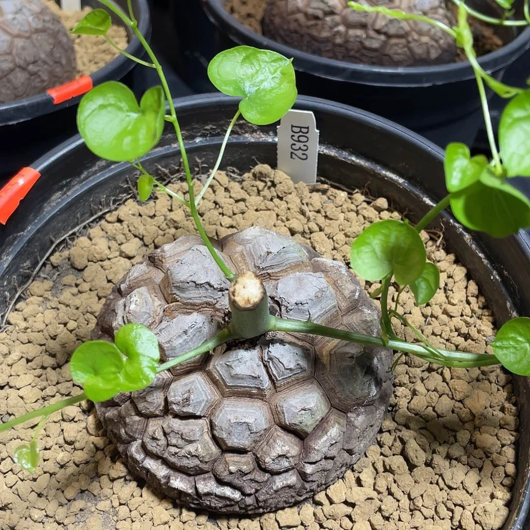 932号龟甲龙9.8公分不退不换