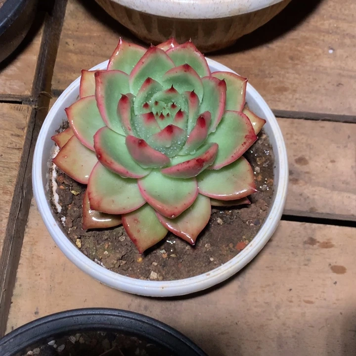 卖肉特价活动开始了