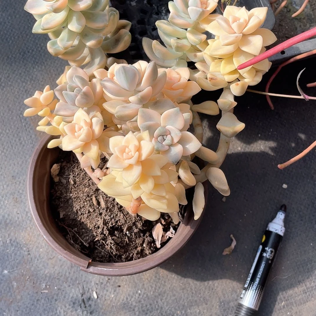 睿*美杏锦整群带盆发货多肉