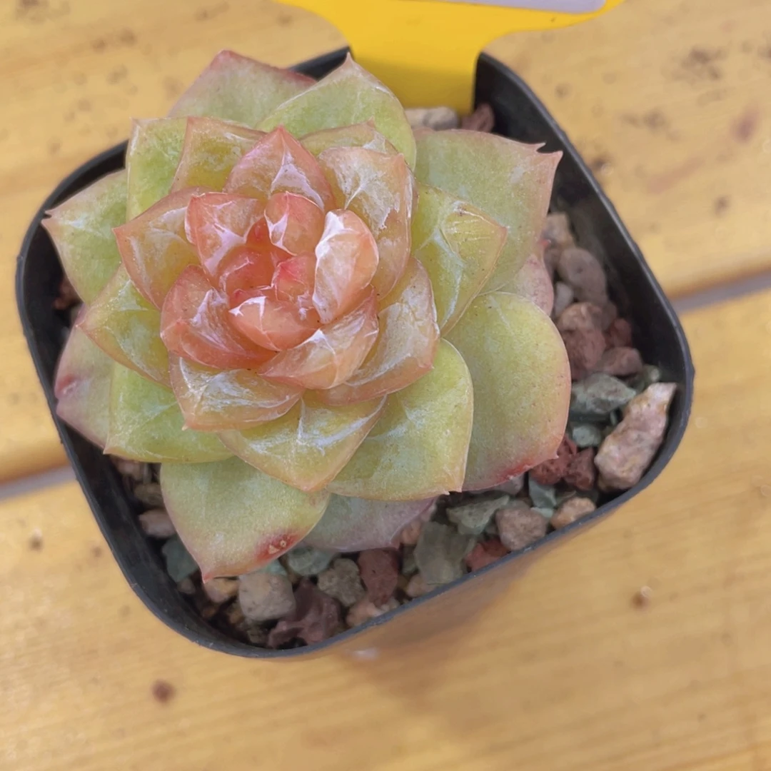 856号 钻石粉糖心孤品