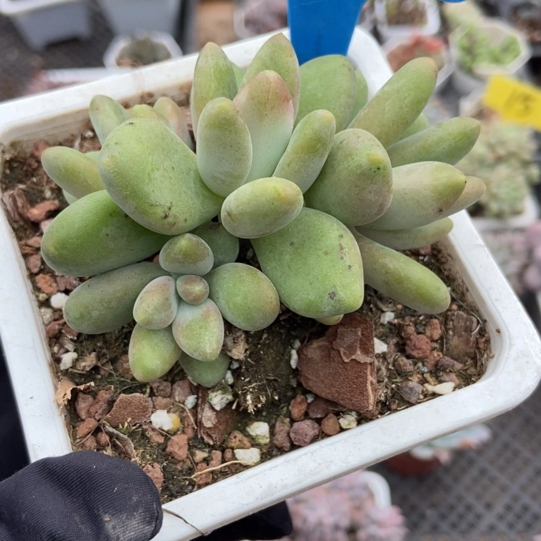 6148芒果奶多肉植物多肉