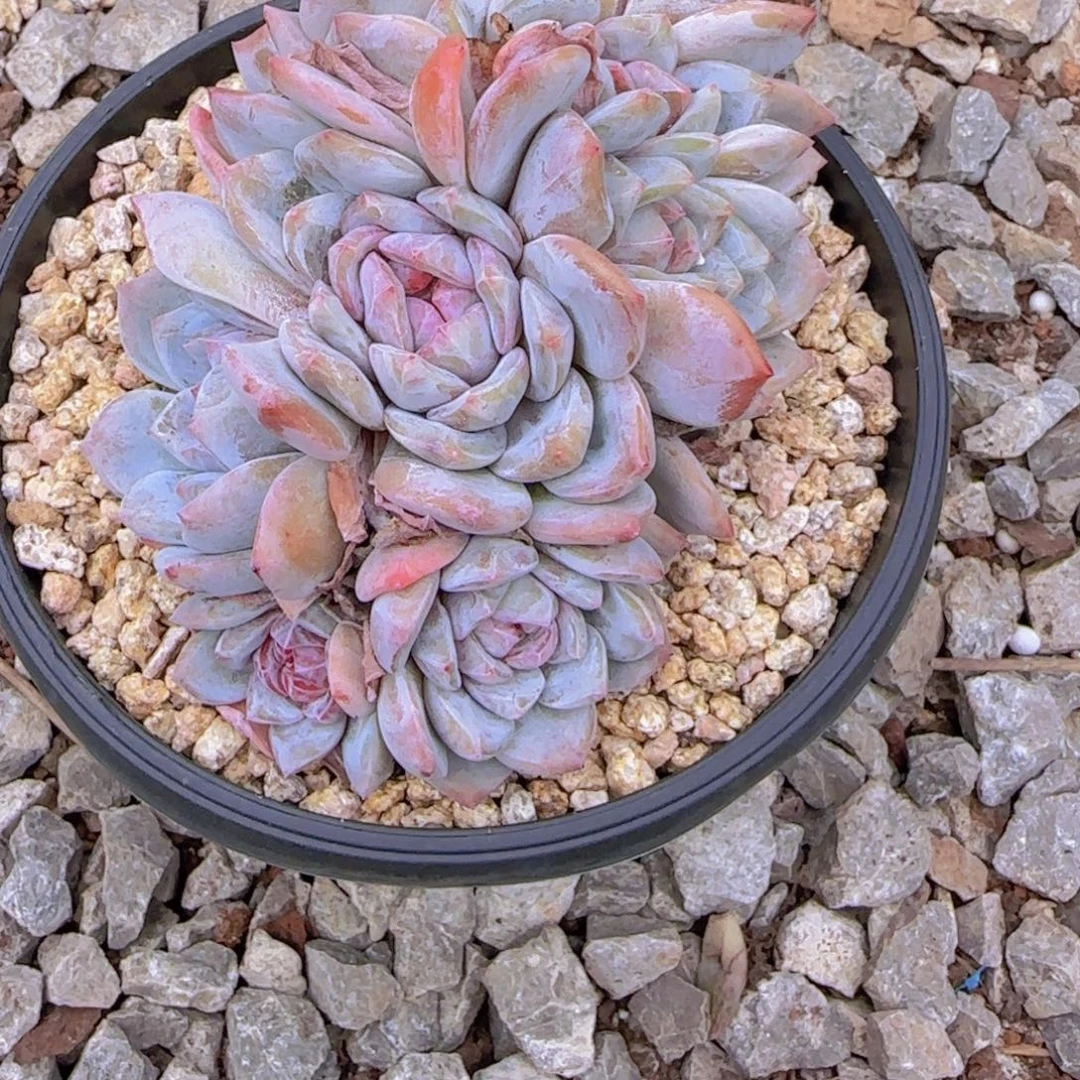 紫***芯一字椎化00088888