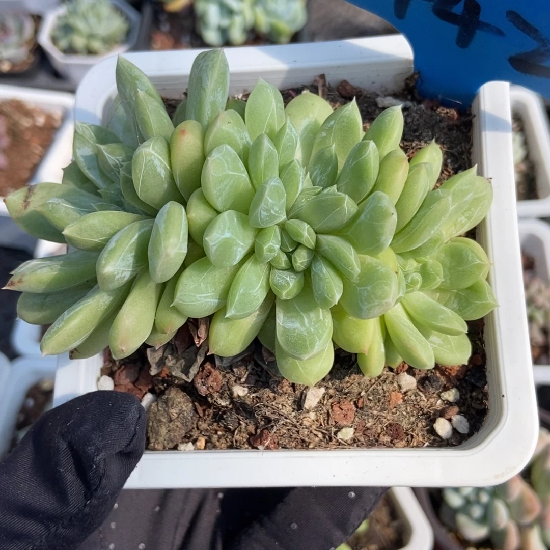 442百搭翡翠多肉植物保护