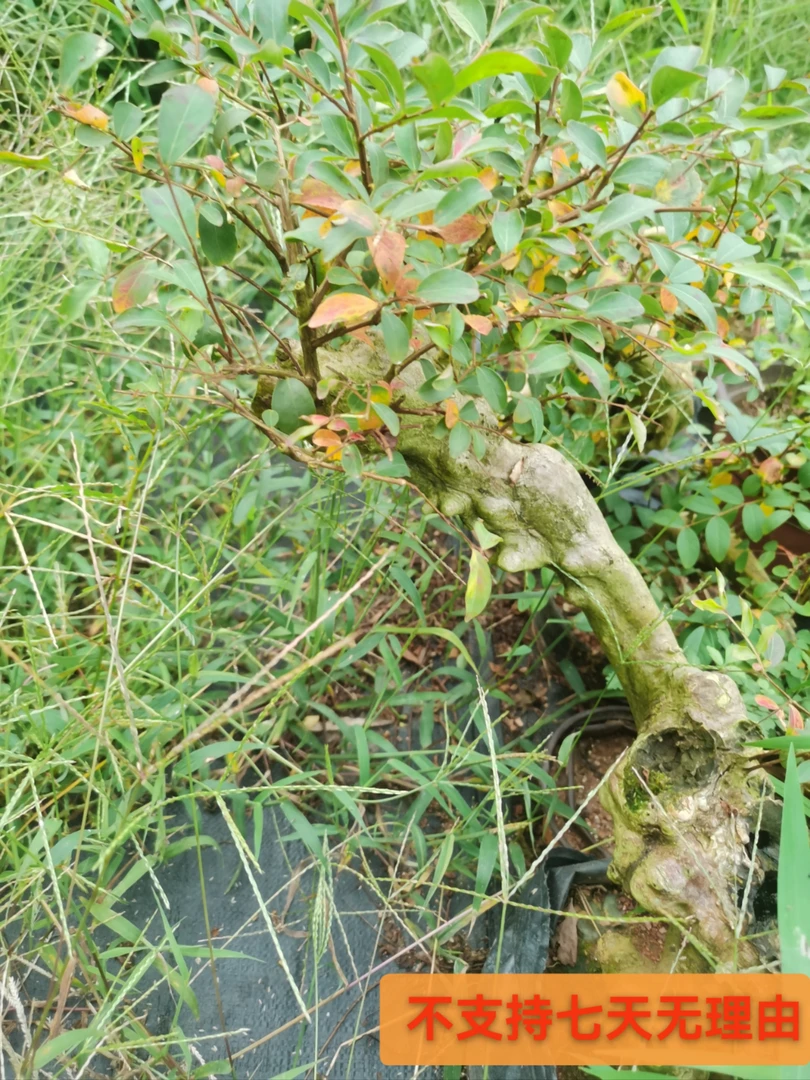 盆景绿植盆栽好养易打理