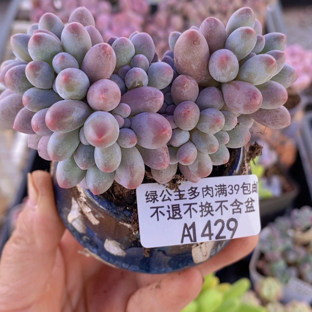 汤圆朵朵缀8cm429多肉植物