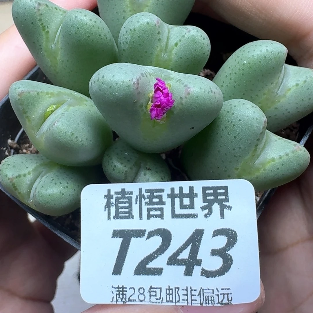 的植物的人生fgbghh