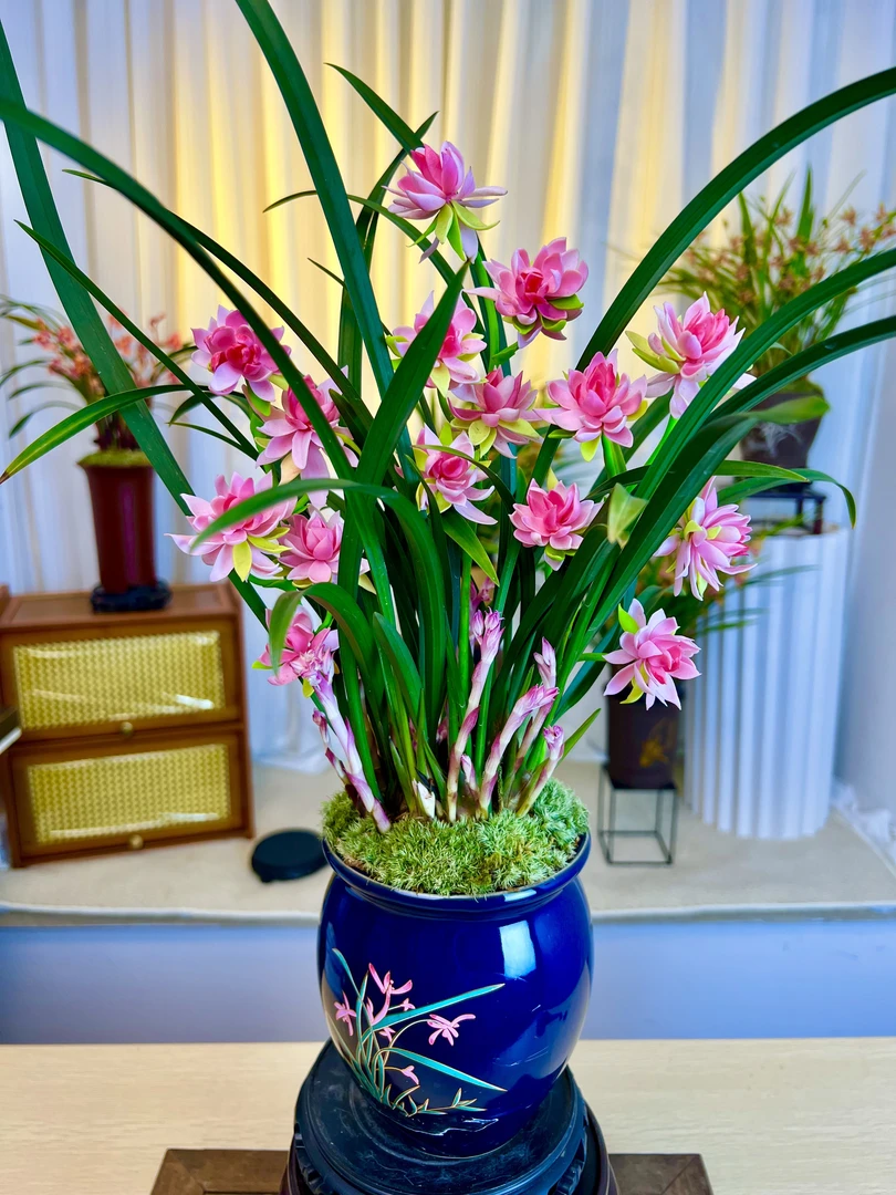 优品兰花建兰名品【天仙牡丹带多花苞】带玉兰陶瓷盆 室内浓香