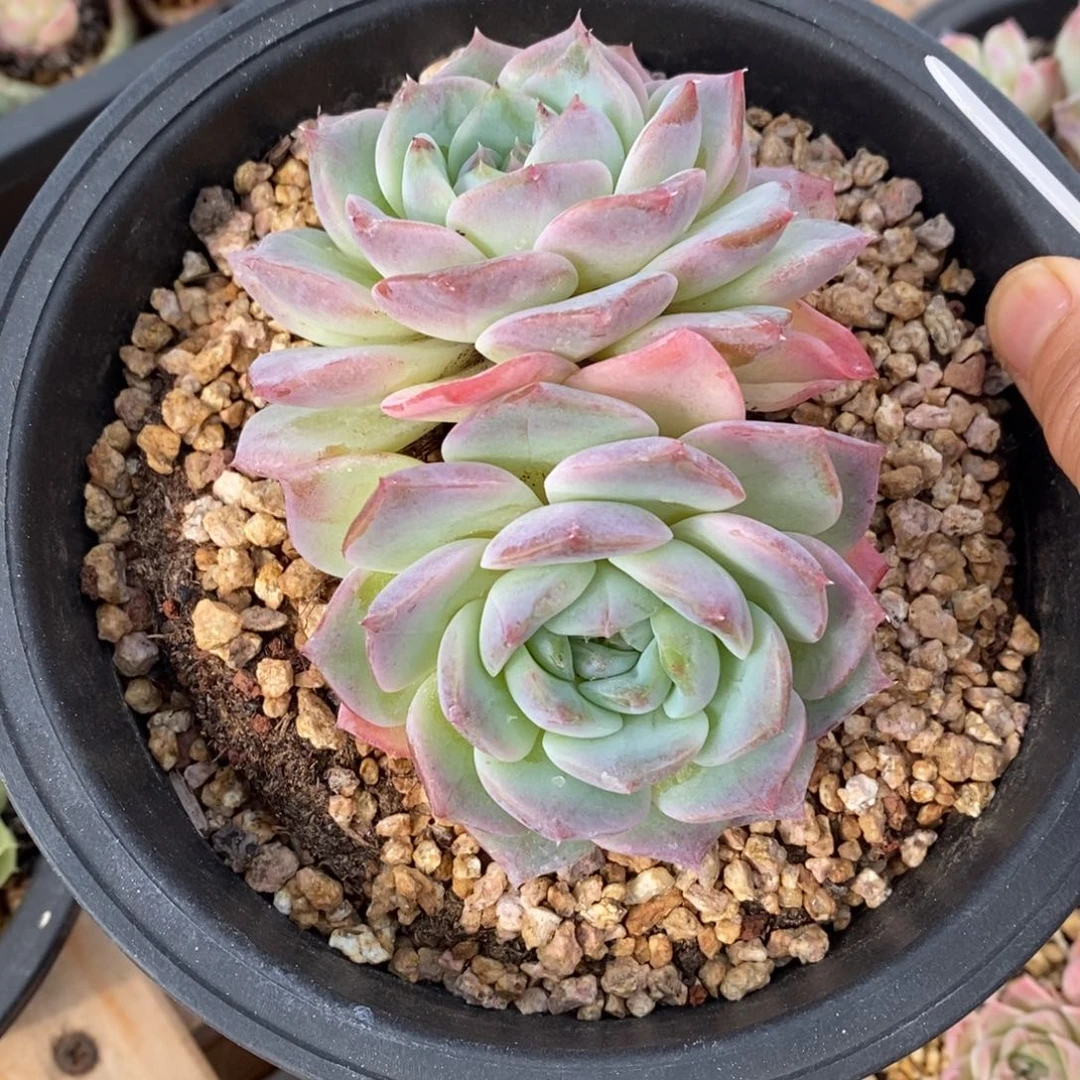 精品多肉一物一拍不包整146