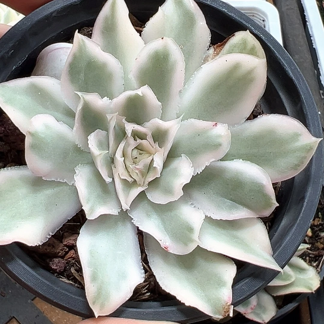 紫蝴蝶锦 小方花圃一物一拍