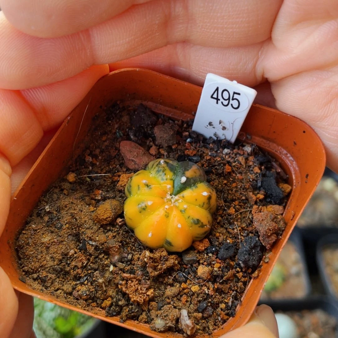 2cm 非偏远地区满25包邮裸根发货