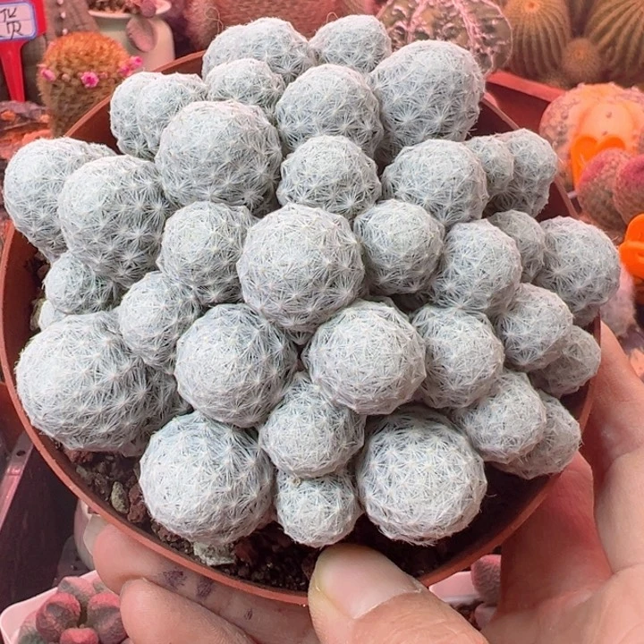 好看就够哦啊这两套好