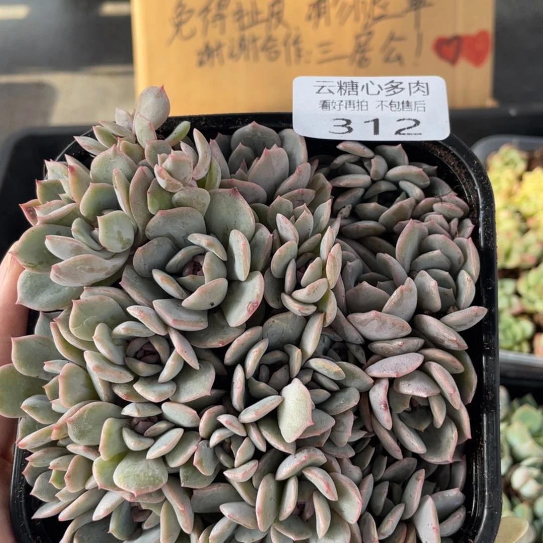 云糖心多肉植物312