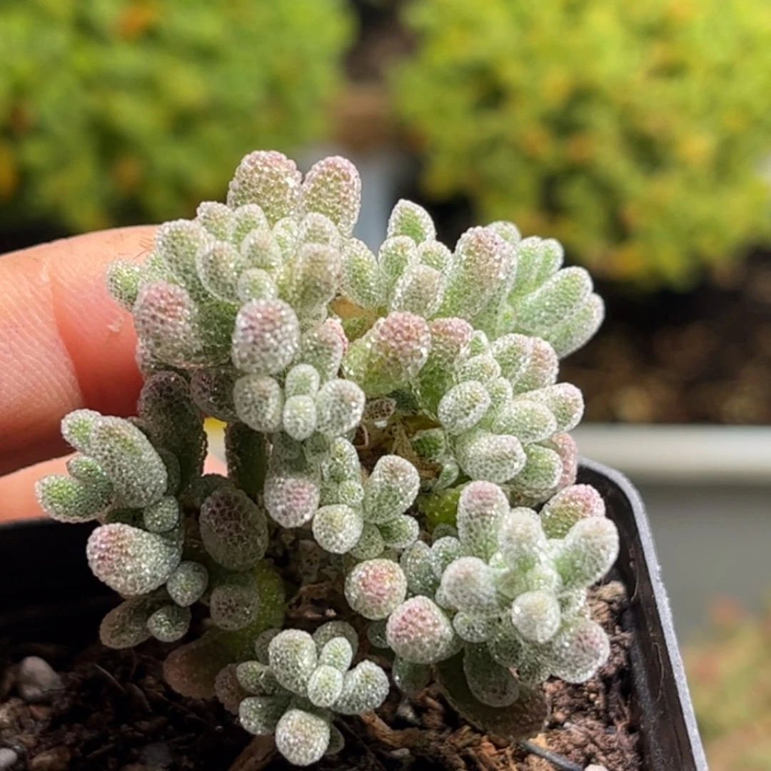 扦插冰钻优选枝干