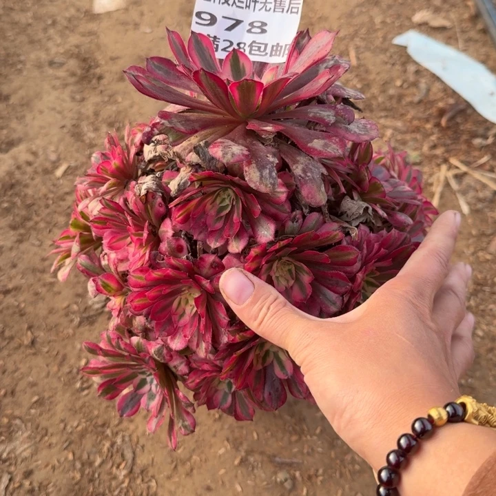 978二号棚红铜壶B