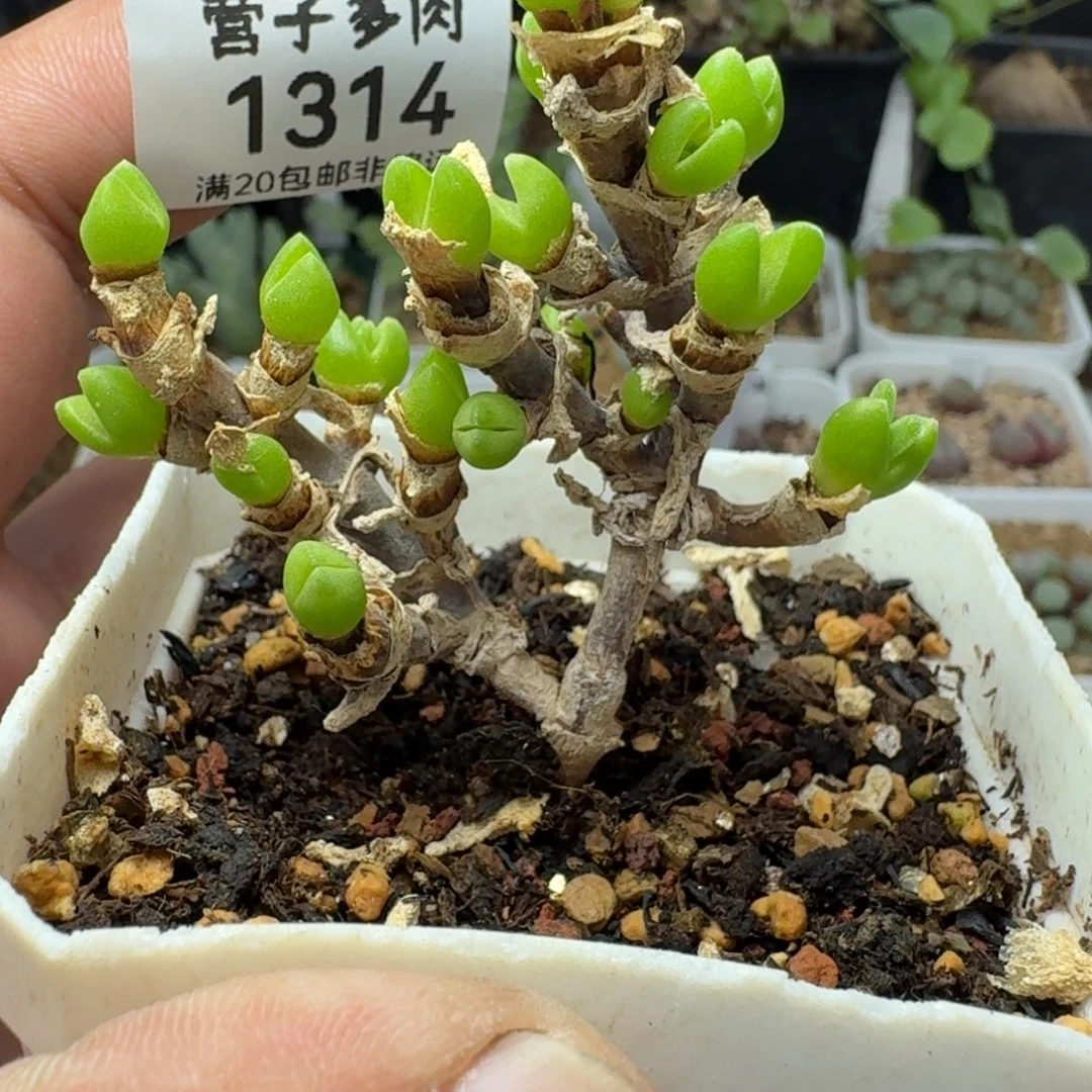 枝干短耳兔带盆土。