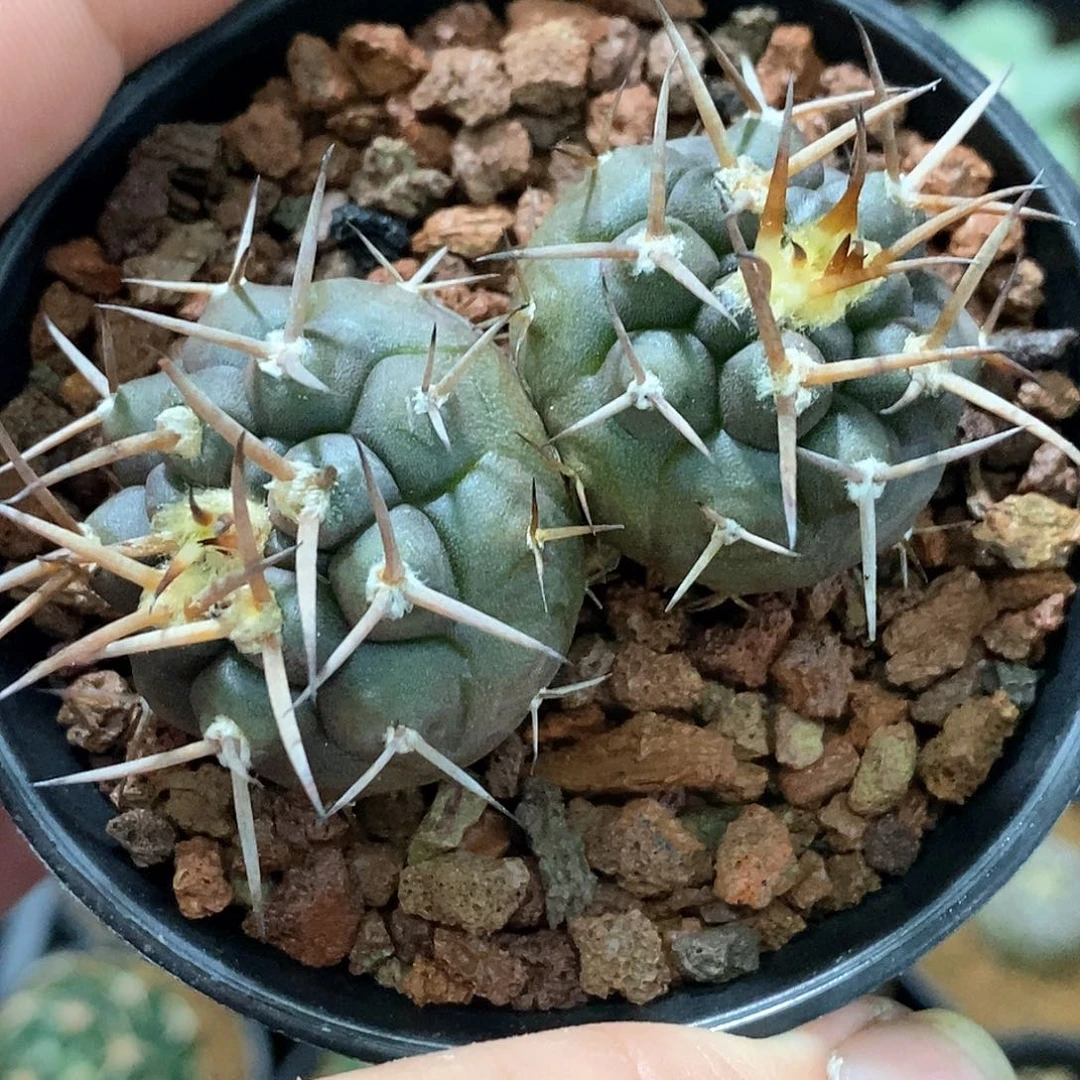 孤品实生特选株稀有双头守金摩天龙