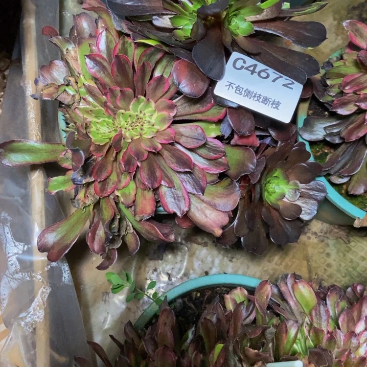 【闪购商品】Y****S4672多肉