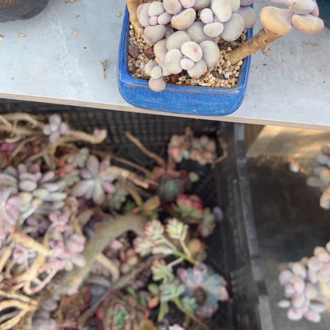 浅***墨桃蛋47。