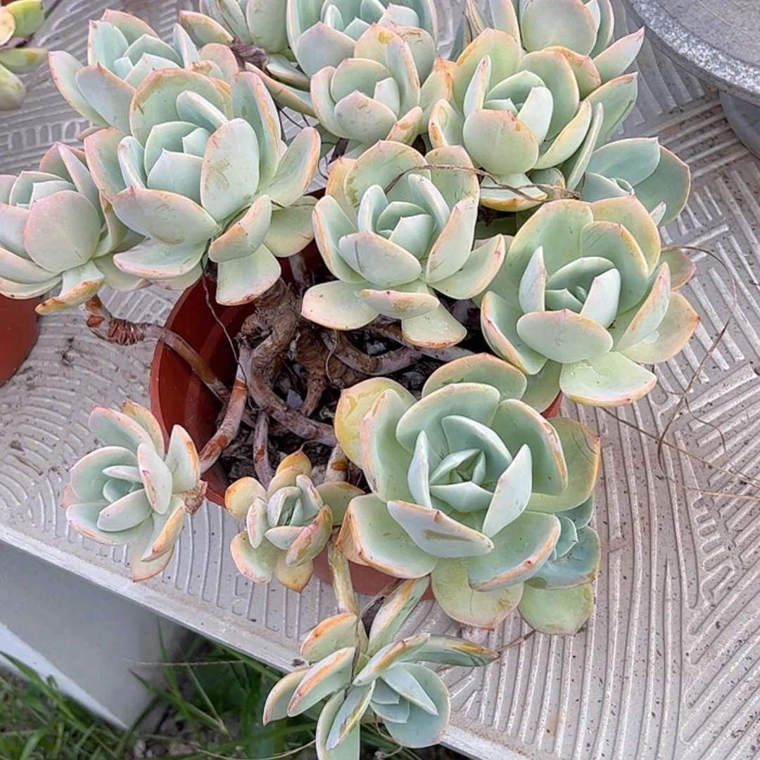 【闪购商品】无花朵小**姨