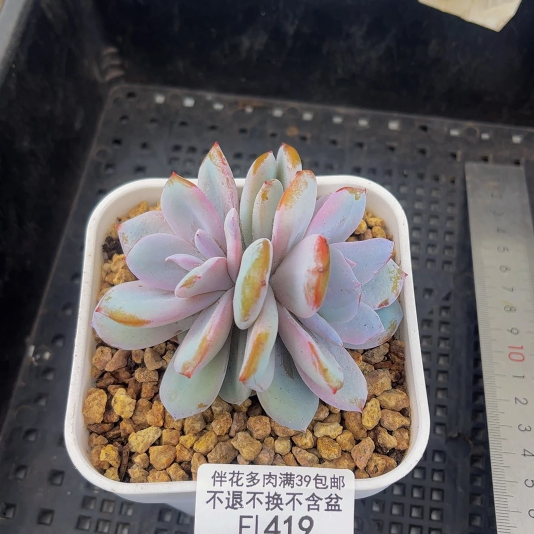 419-奶茶多肉6cm多肉