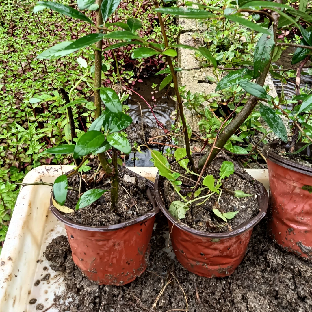 酸木瓜大苗盆栽苗云南高山酸木瓜扦插苗1棵1年苗新品包邮