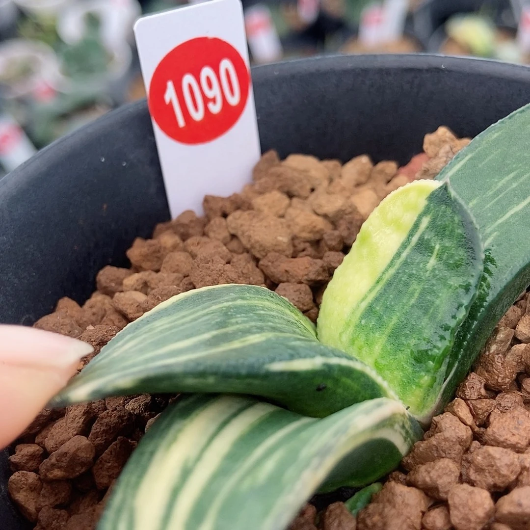 冰*1090卧牛实生转带盆发货