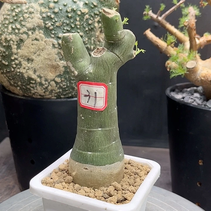 31毒腺蔓哈哈哈哈哈哈