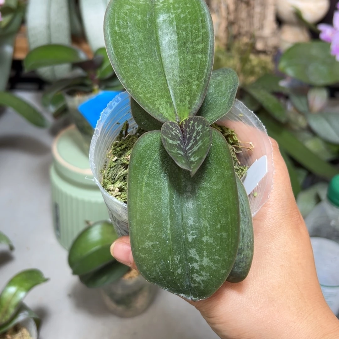 日***方当前无花栽培后可以开花