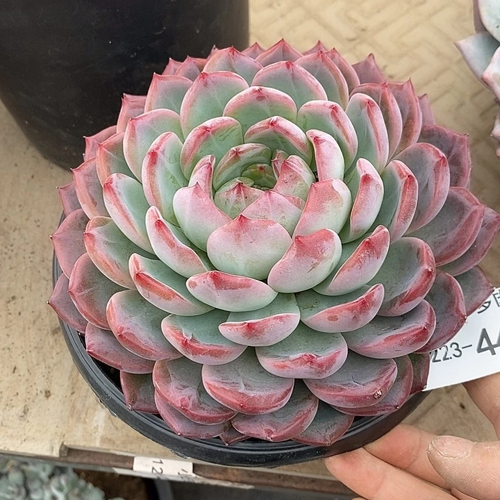 小七夕多肉红鸾44