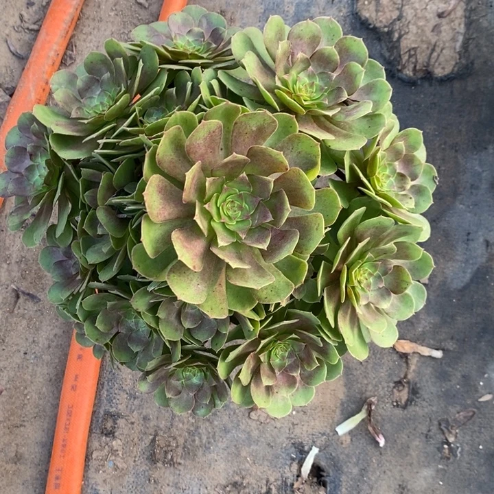 万圣节51多肉植物法师法师法师