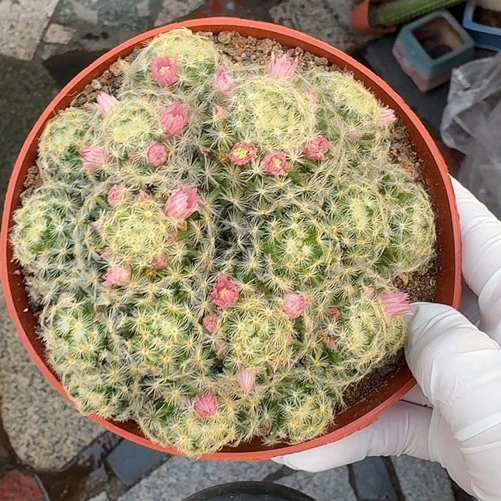 明星仙人球仙人球