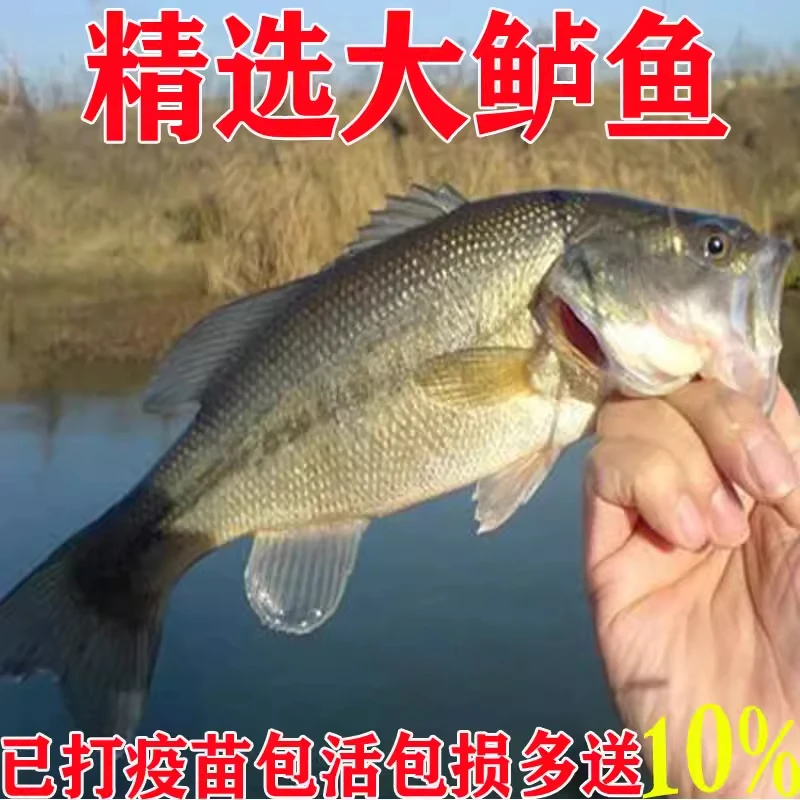 加州鲈鱼淡水活体观赏食用大口黑鲈路亚凶猛肉食优鲈3号鲈鱼