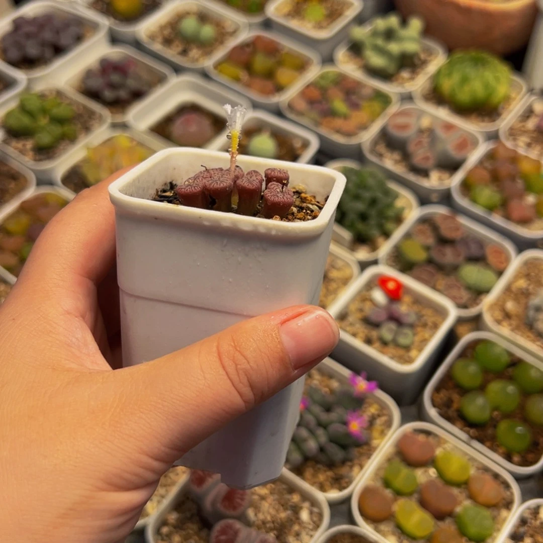 老***米982多肉植物种类多样