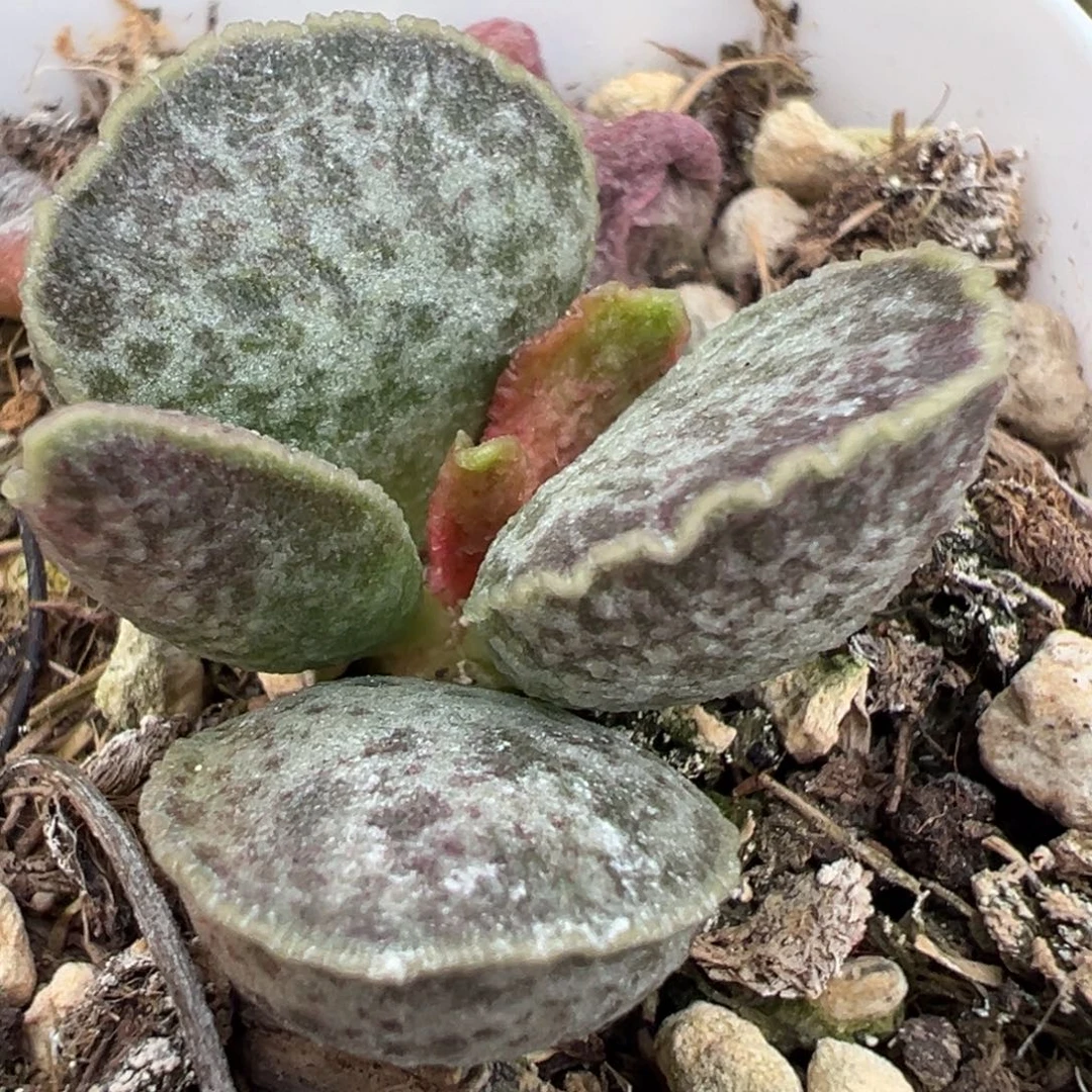 实生新品多肉植物水泡多肉植物