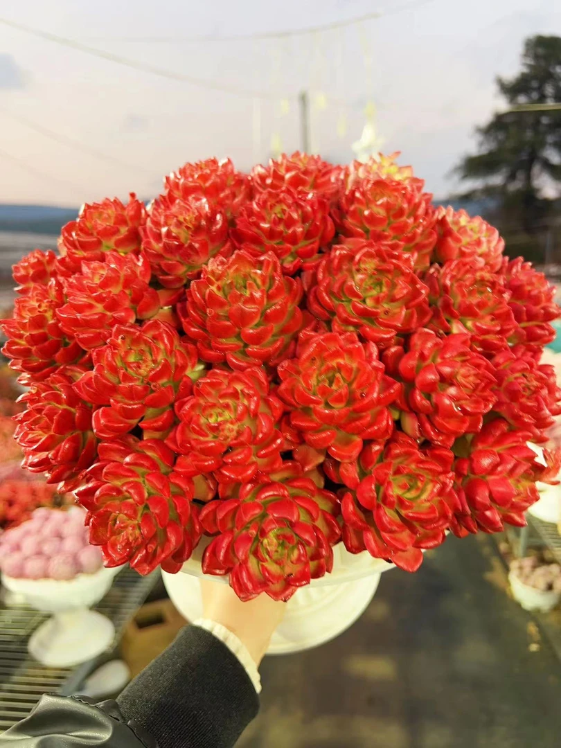 XX爱马斯玫瑰+罗马盆 云南基地直发 多肉绿植 带盆带土