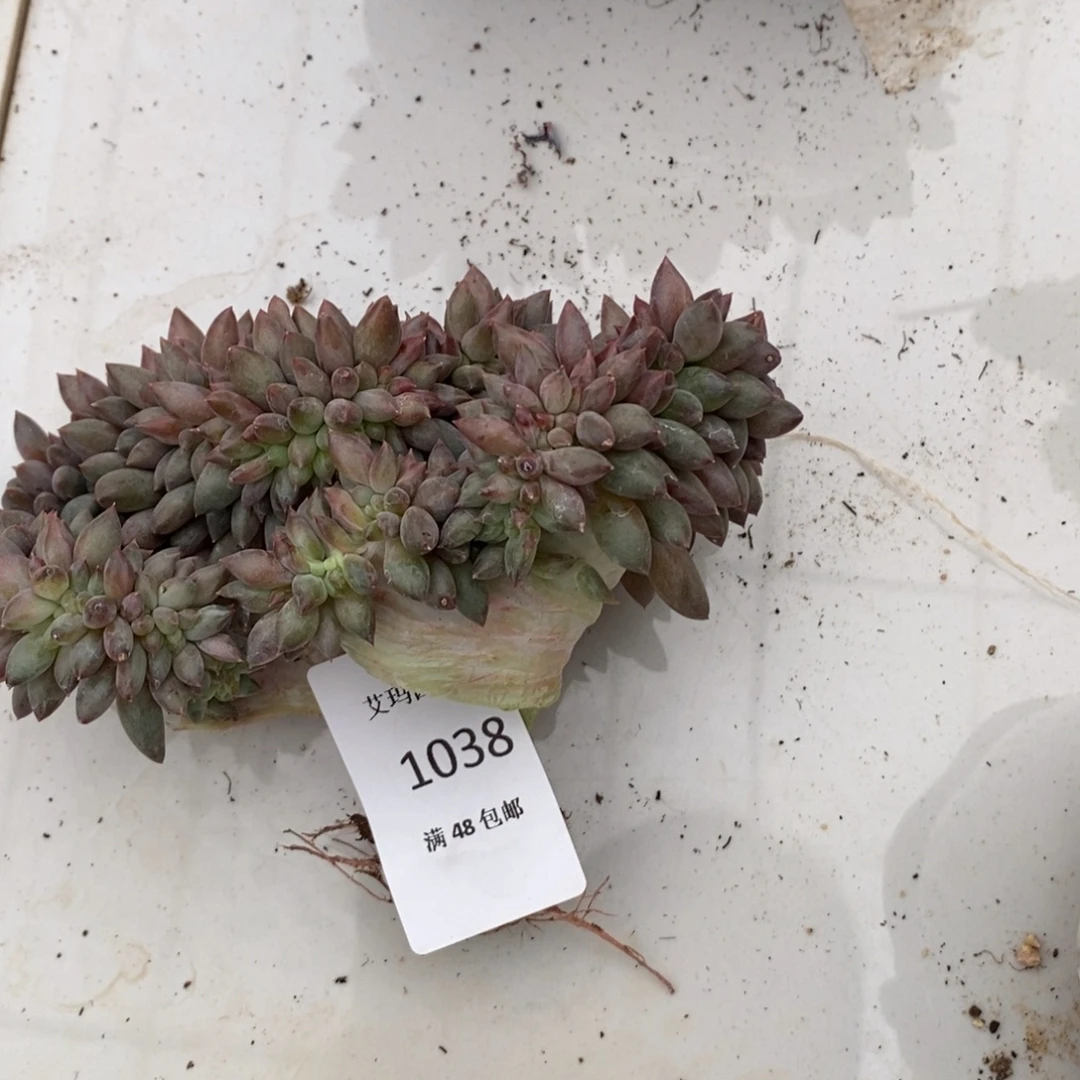 用***7红蜻蜓缀化多肉多肉038