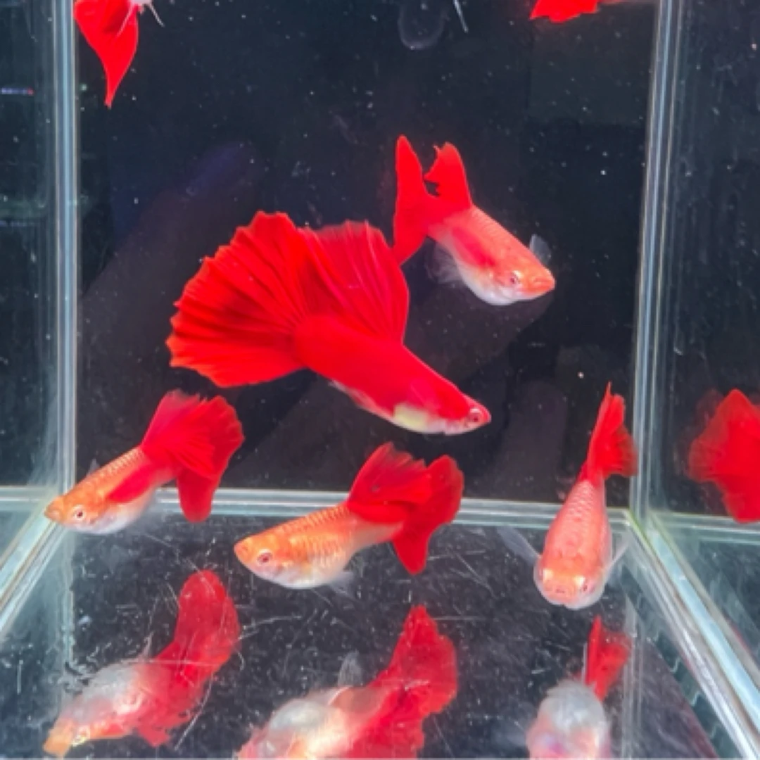 精品超级血红孔雀鱼小型热带鱼淡水鱼