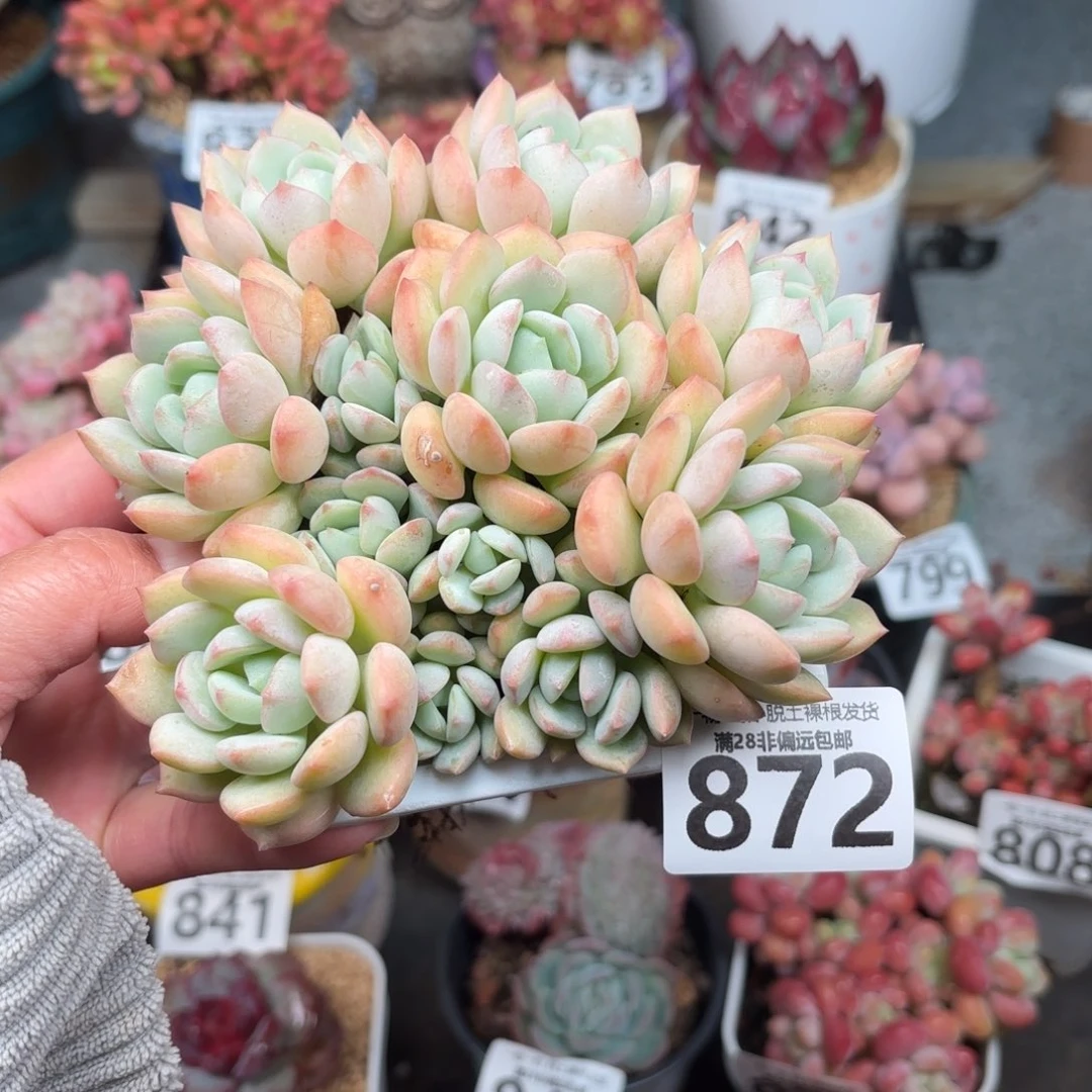 蜜桃格林无盆土发货