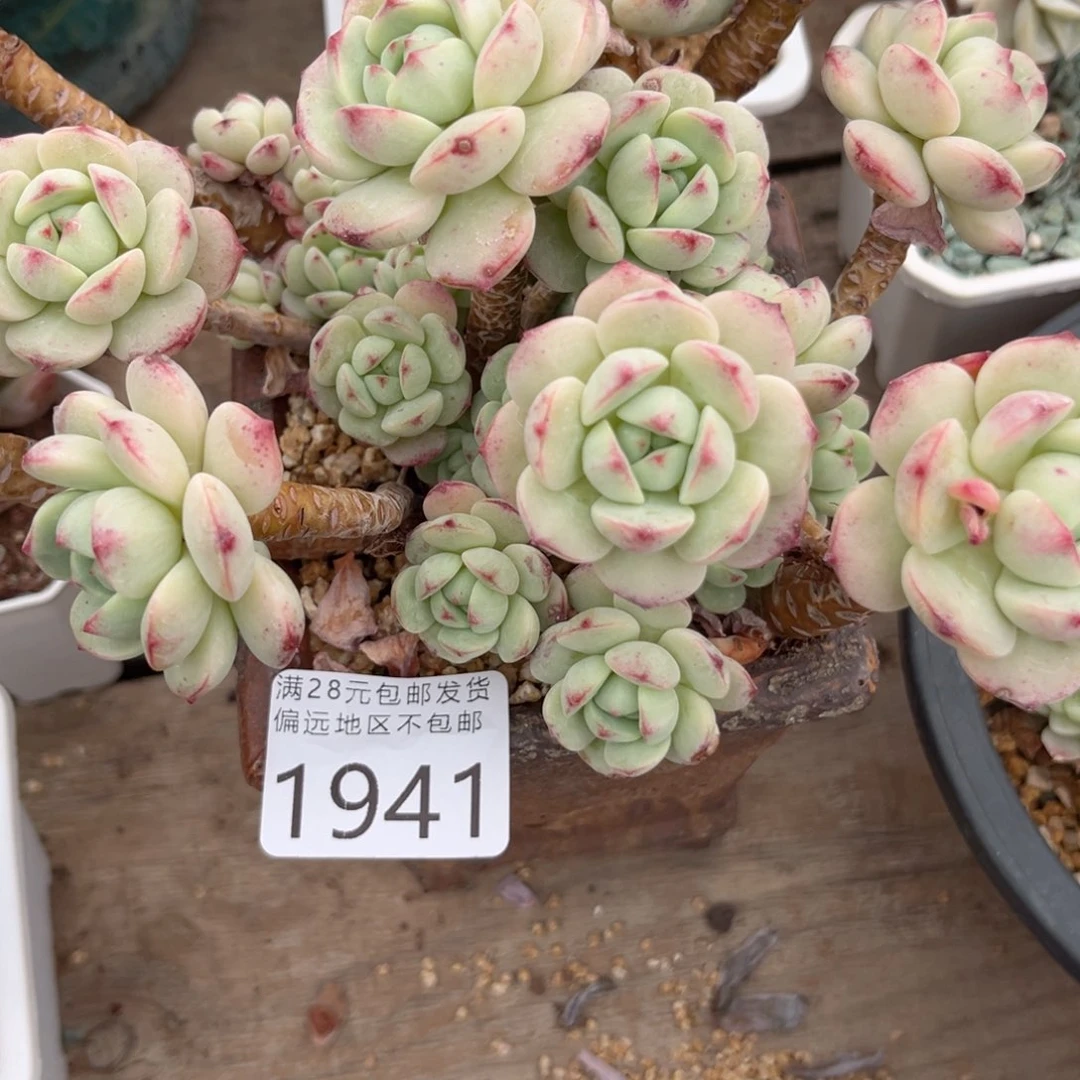 O*大1941g y g g h h h j h