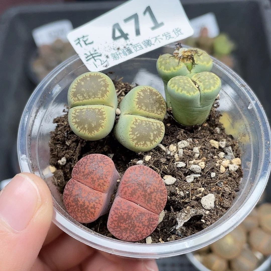 可***姐471000000花花花花花路啊