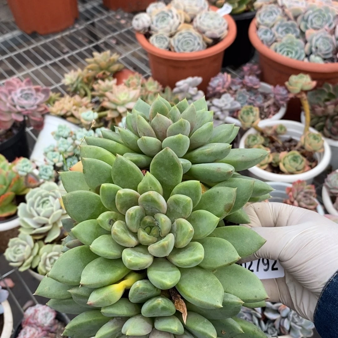 2792红象牙一物一拍