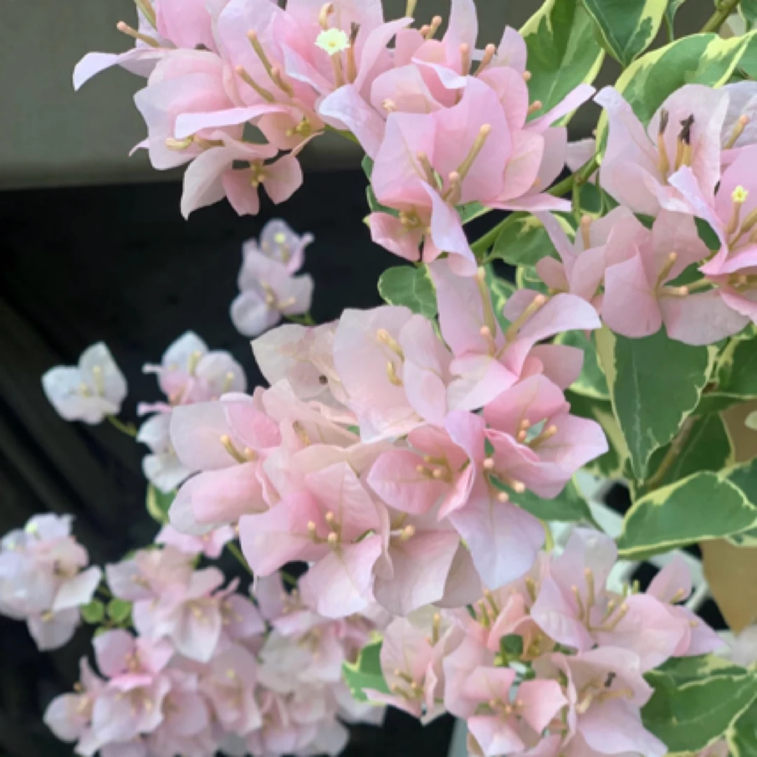 【小斑叶丽人】花叶三角梅四季勤花室外走廊四季开花好养绿植不带