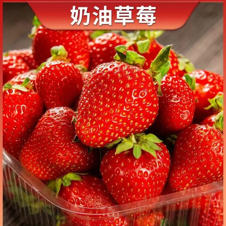 【带花带果带盆精品】草莓盆栽好养植物阳台种植草莓苗空气好养易活