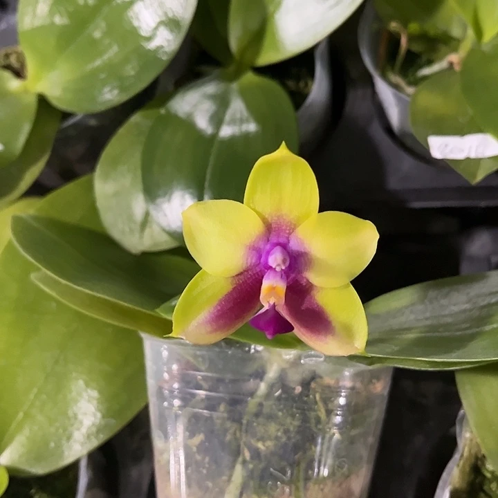 完全开放Bkh2016绿色底