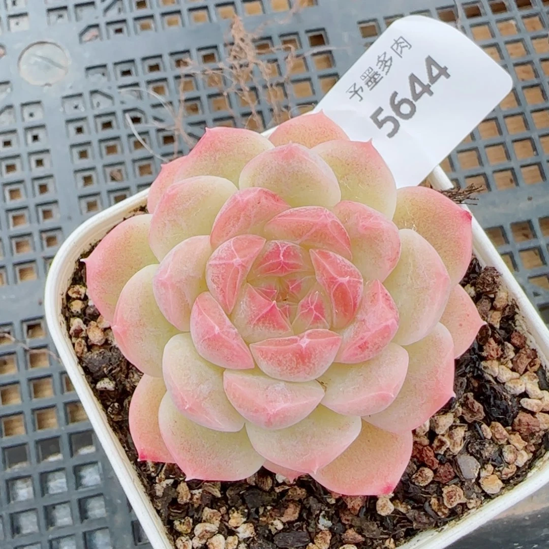 孤品福利，5644多肉植物