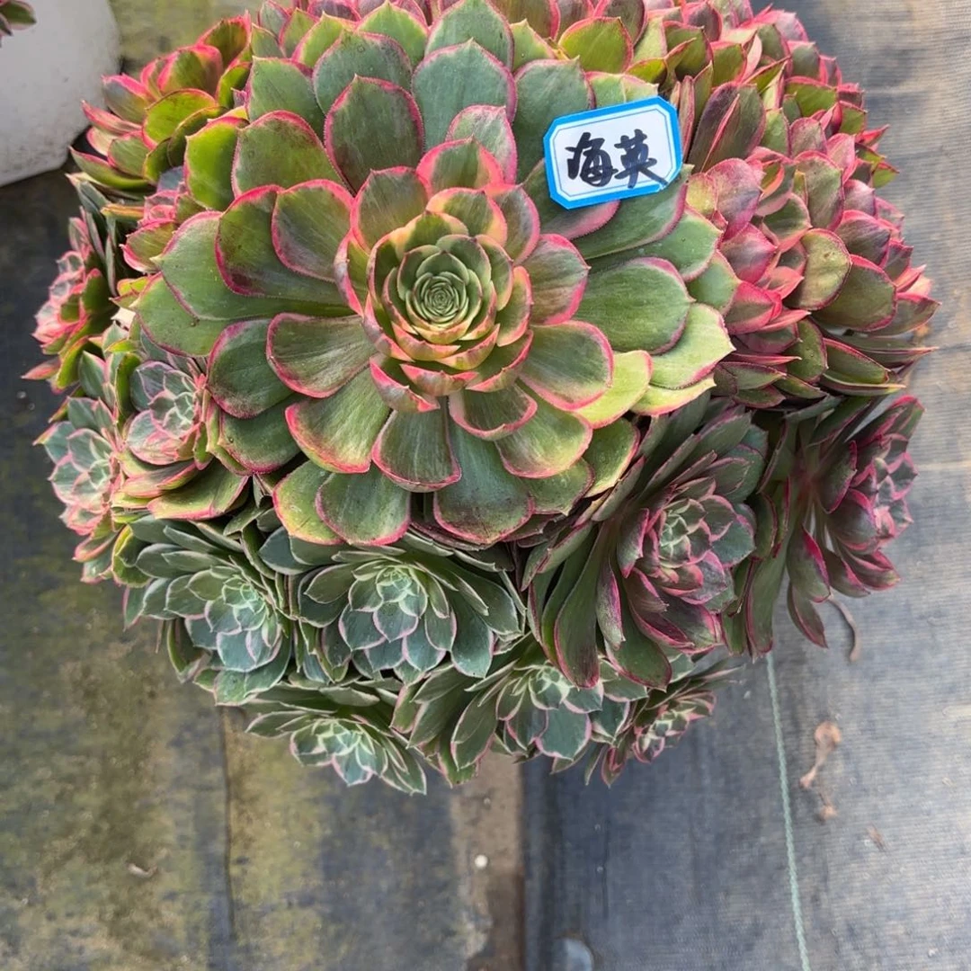 海*花好月又圆282513