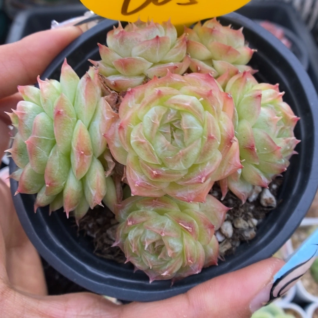 蔷薇珍妮群生605号。