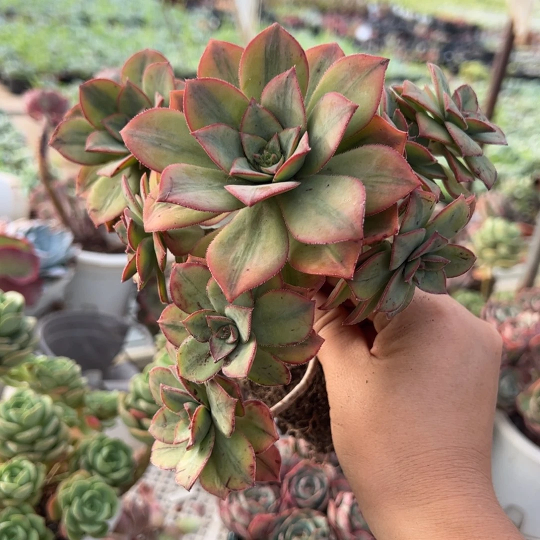 星爆整装整群一盆