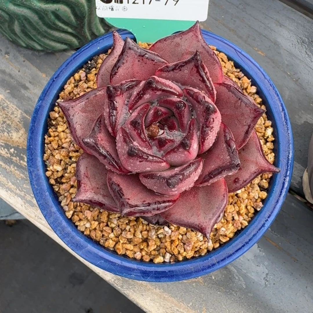 从前慢多肉精选编号1217.79